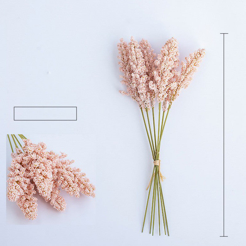 Corn Ear Plant