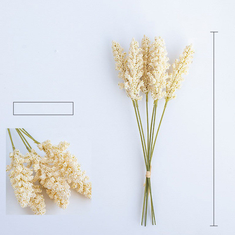 Corn Ear Plant