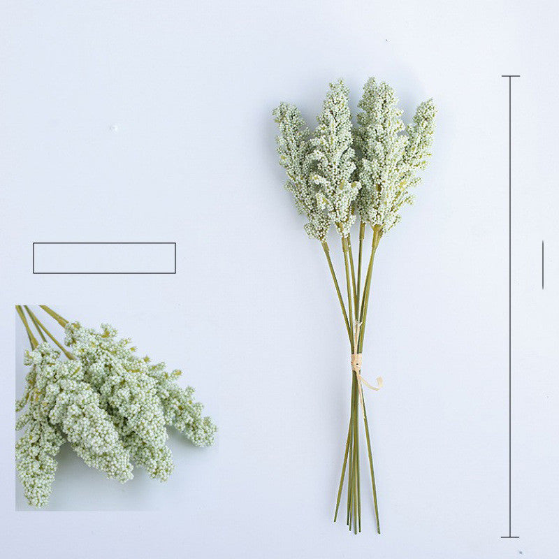 Corn Ear Plant