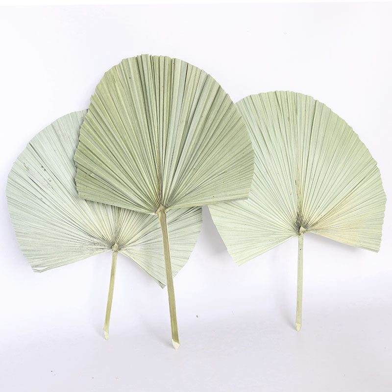 Palm Fan Leaf