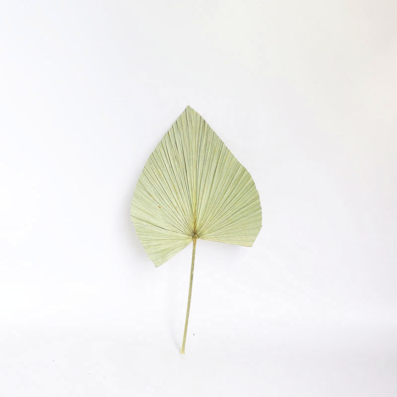 Palm Fan Leaf