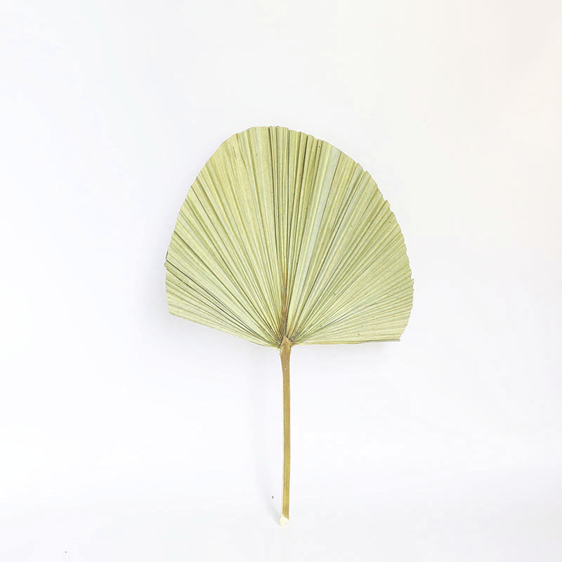 Palm Fan Leaf