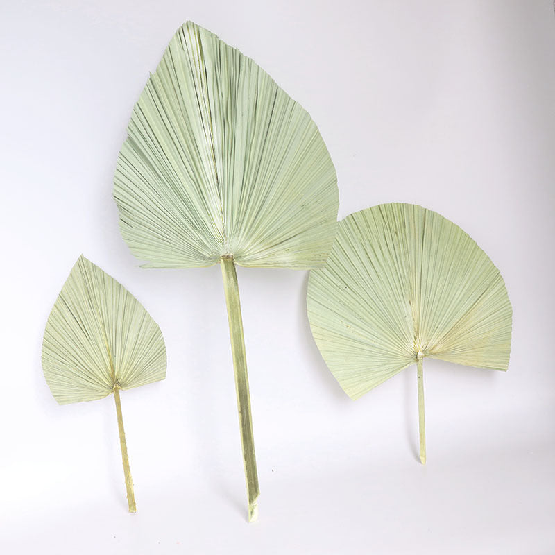 Palm Fan Leaf