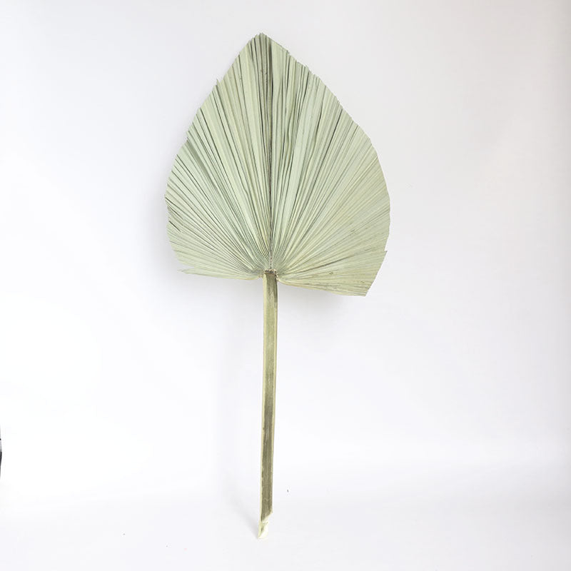 Palm Fan Leaf