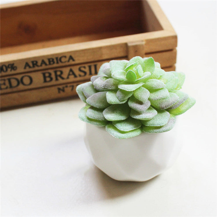 Succulent Bonsai