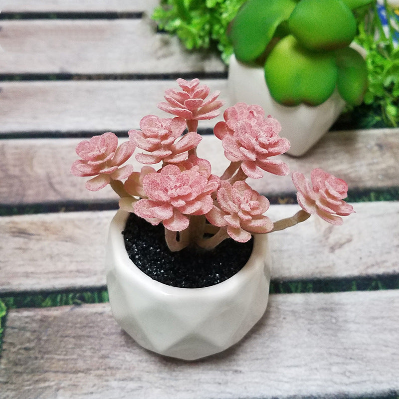 Succulent Bonsai